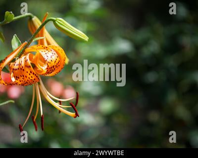 Fiore di giglio maculato su sfondo sfocato, primo piano, spazio per il testo. Un unico fiore arancione con macchie rosse è il fuoco principale dell'immagine. Il fiore i Foto Stock