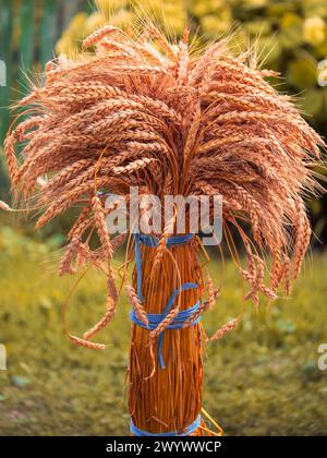 Scatto dettagliato che si concentra sulle variazioni di consistenza e colore all'interno di un fascio di wheatsheaf raccolto. Foto Stock