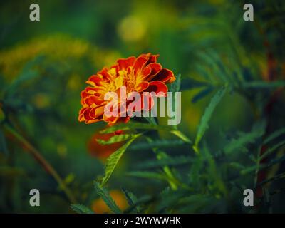 Un vibrante fiore di calendula con ricchi arancio e petali rossi, circondato da un delicato sfondo verde; ideale per il giardinaggio o per temi naturalistici. Foto Stock