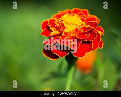 Primo piano di una calendula con i suoi intricati dettagli di petali e i colori brillanti, su uno sfondo verde sfocato; perfetto per illustrazioni botaniche Foto Stock