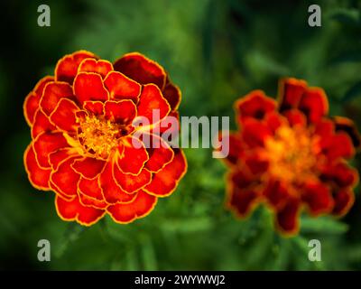 Un vibrante fiore di calendula dalle ricche sfumature di rosso e arancio e' in piena fioritura, circondato dalle sue foglie di verde scuro e frastagliate; trasuda un vivace e rinfrescante Foto Stock