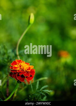 Un vibrante fiore di calendula con ricchi petali arancioni e rossi fiorisce su uno sfondo verde morbido, che mette in mostra la bellezza della natura. Foto Stock