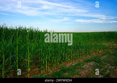 Un vasto campo di piante di granturco verdi e alte sotto un cielo blu con nuvole di neve. Foto Stock