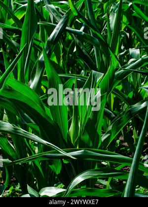 Harvest abbondante: Le foglie di mais si crogiolano al sole, le loro vivaci sfumature verdi e le consistenze che simboleggiano l'abbondanza agricola. Foto Stock