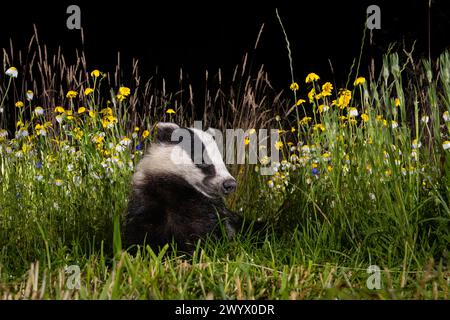 Badger in una zona di fiori selvatici. Foto Stock