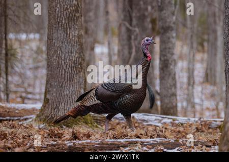 Tom turkey in una giornata invernale in un bosco del Wisconsin settentrionale. Foto Stock