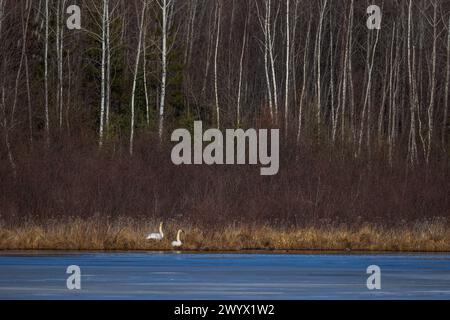 Trombettiere cigni in una mattina di aprile nel Wisconsin settentrionale. Foto Stock