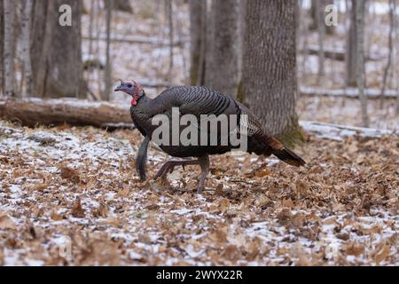 Tom turkey in una giornata invernale in un bosco del Wisconsin settentrionale. Foto Stock