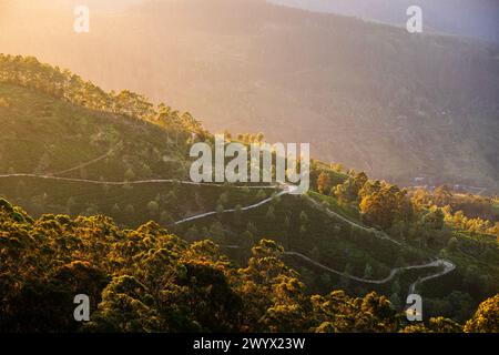 Strada tortuosa nel mezzo delle piantagioni di tè. Colline vicino a Haputale nello Sri Lanka alla luce dorata. Foto Stock