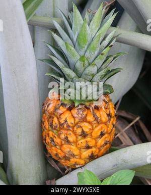 Ananas, Ananas comosus, Bromeliaceae. Piantagione di ananas, Cano Blanco, Costa Rica. Foto Stock