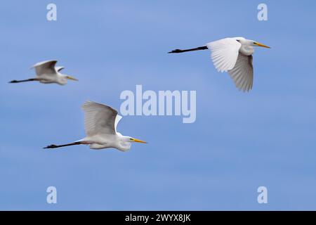 Tre grandi egrette bianche (Ardea alba) in piumaggio non riproduttivo che volano contro il cielo blu all'inizio della primavera Foto Stock