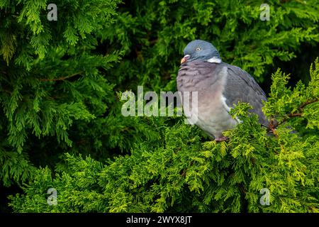Piccione di legno comune adulto (Columba palumbus) arroccato in un cipresso in giardino Foto Stock