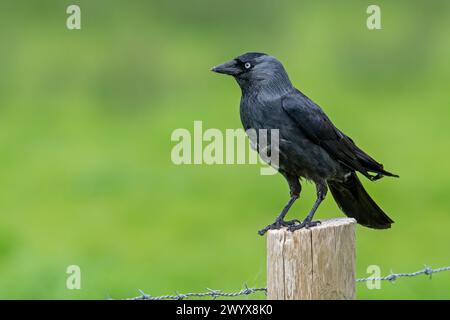 Jackdaw occidentale / jackdaw europeo (Corvus monedula / Coloeus monedula) arroccato su un palo di recinzione di legno lungo prato / pascolo Foto Stock