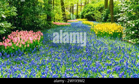 Un fiume di giacinti blu in un giardino forestale a Keukenhof, Paesi Bassi. Fiume artificiale di fiori in design paesaggistico. Idee paesaggistiche originali con Foto Stock