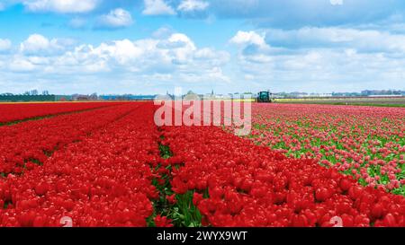 Il trattore rimuove i tulipani sul campo di fiori. Un trattore che lavora un campo di tulipani rossi nei Paesi Bassi. Un campo di tulipani da vicino. I tulipani rossi crescono Foto Stock