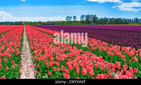 I tulipani rosa e viola crescono in file in un campo di fiori. Primo piano del campo dei tulipani rosa e viola. Concetto di gestione aziendale floreale. Crescendo b ornamentale Foto Stock