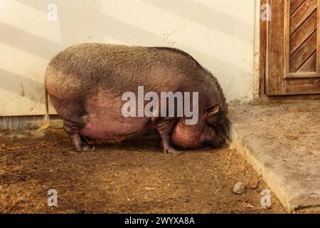 Si vede un maiale in piedi nello sterrato vicino a una porta di una fattoria. Messa a fuoco selettiva Foto Stock