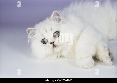 Persiano Chinchilla Cat Layed Head Foto Stock