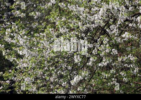 Blühende Laubbäume aus der Familie der Rosengewächse die Kirschbäume in strahlend Weißer Vollblüte im Frühling *** alberi decidui fiorenti della famiglia delle rose i ciliegi in brillante fiore bianco in primavera Foto Stock