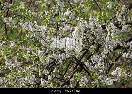 Blühende Laubbäume aus der Familie der Rosengewächse die Kirschbäume in strahlend Weißer Vollblüte im Frühling *** alberi decidui fiorenti della famiglia delle rose i ciliegi in brillante fiore bianco in primavera Foto Stock