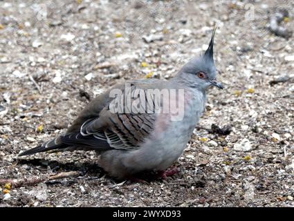 Piccione crestato, Spitzschopftaube, Colombina longup, Ocyphaps lophotes, kontyos galamb Foto Stock