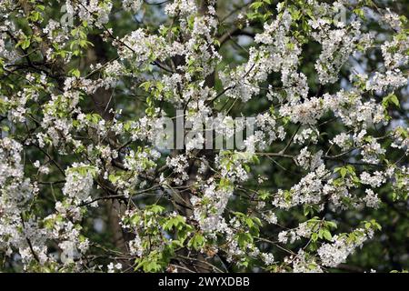 Blühende Laubbäume aus der Familie der Rosengewächse die Kirschbäume in strahlend Weißer Vollblüte im Frühling *** alberi decidui fiorenti della famiglia delle rose i ciliegi in brillante fiore bianco in primavera Foto Stock