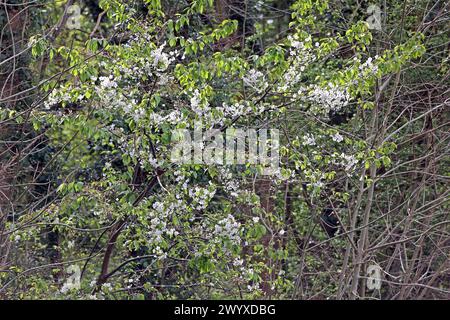 Blühende Laubbäume aus der Familie der Rosengewächse die Kirschbäume in strahlend Weißer Vollblüte im Frühling *** alberi decidui fiorenti della famiglia delle rose i ciliegi in brillante fiore bianco in primavera Foto Stock