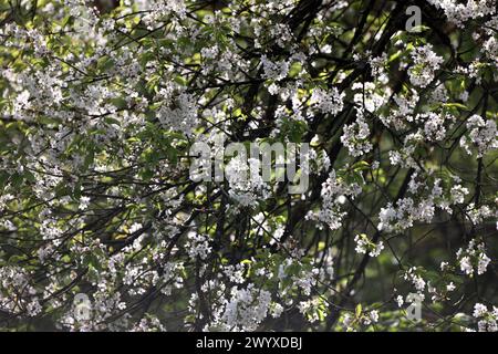 Blühende Laubbäume aus der Familie der Rosengewächse die Kirschbäume in strahlend Weißer Vollblüte im Frühling *** alberi decidui fiorenti della famiglia delle rose i ciliegi in brillante fiore bianco in primavera Foto Stock