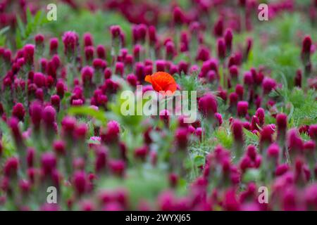 Papavero da campo nel campo Crimson Clover Foto Stock