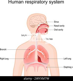 Sistema respiratorio umano. Bronchi, seno, diaframma, polmoni, laringe, cavità orale, cavità nasale e trachea. illustrazione vettoriale isolata sul retro bianco Illustrazione Vettoriale