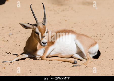 Dorcas Gazelle (Gazella dorcas neglecta) in primavera, zoo di Barcellona, Spagna Foto Stock