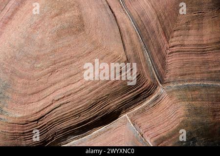 Sfondo marrone tartaruga in una giornata di sole Foto Stock