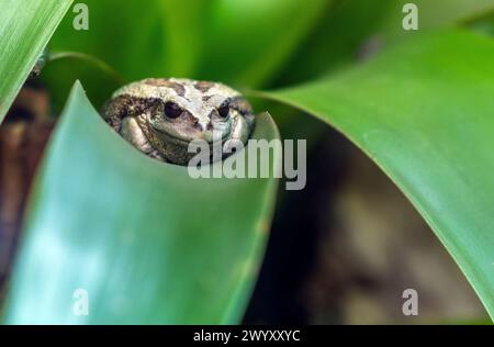 Rana di latte amazzonico (Trachycephalus resinifictrix), parco nazionale di Yasuni, foresta pluviale amazzonica, Ecuador. Foto Stock