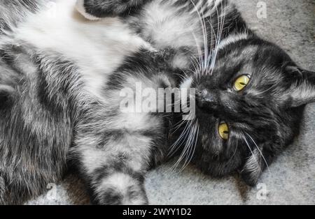 Amburgo, Germania. 3 aprile 2024. Un gatto è sdraiato sul tappeto in una stanza. Credito: Markus Scholz/dpa/Alamy Live News Foto Stock