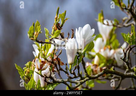 Fiore bianco della Magnolia stellata albero ornamentale in primavera Foto Stock