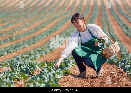 Farmer, Broccoli, Agricultural Field, Funes, Navarra, Spagna, Europa. Foto Stock