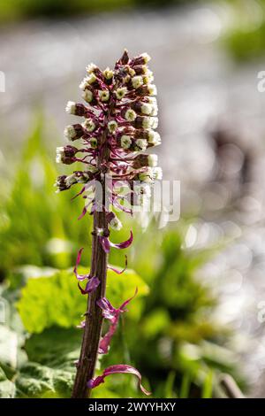 blühender Bach Pestwurz im Selketal Harz Foto Stock