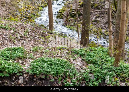 natürlicher Bachverlauf der Selke im Harz Foto Stock