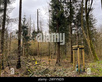 Giovane albero piantato nella foresta con recinzioni per una crescita uniforme Foto Stock