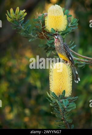 Red Wattlebird - Anthochaera carunculata è un uccello passerino originario dell'Australia meridionale. L'Honeyeater con wattles rossi si nutre di nettare di fiori di Ba Foto Stock