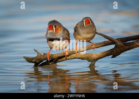 La Zebra Finch australiana o la castanotis dalle orecchie di castagno (Taeniopygia guttata castanotis) la più comune finca estrildida dell'Australia centrale, introdotta a Puerto Foto Stock