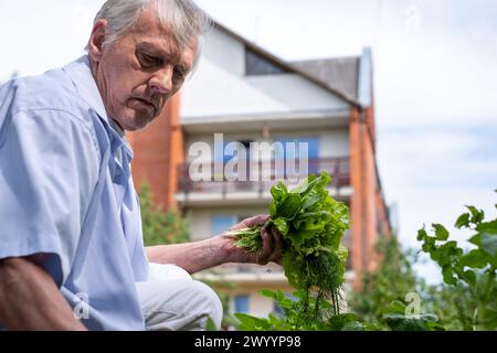 Un uomo anziano, pensionato soddisfatto con una camicia casual accovacciato nel suo giardino, raccogliendo prodotti freschi, verdi, mostrando invecchiamento attivo e autosostentamento Foto Stock