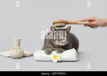 Donna che pulisce un gatto carino su sfondo grigio Foto Stock