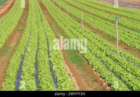 Campo lettuces. Haro. La Rioja. Spagna. Foto Stock