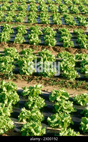 Campo lettuces. Haro. La Rioja. Spagna. Foto Stock