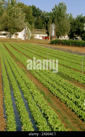 Campo lettuces. Haro. La Rioja. Spagna. Foto Stock