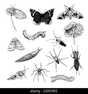 Insetti, ragni e lumaca illustrazioni disegnate a mano in stile incisivo. Grande serie di illustrazioni a inchiostro invertebrato. Elementi isolati vettoriali. Illustrazione Vettoriale