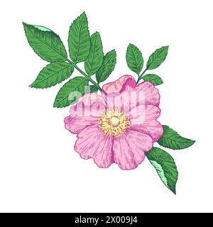 Rosa selvatica nera in stile vintage, isolata su sfondo bianco. Illustrazione vettoriale. Illustrazione Vettoriale