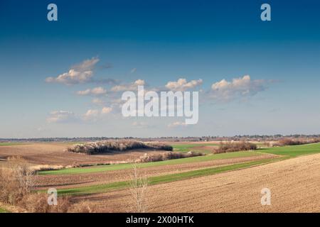 Foto dei campi sulla deliblatska pescara a Deliblato. Deliblato Sands è una vasta area sabbiosa che copre circa 300 km² di terreno nella provincia della Vojvodina, Foto Stock