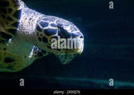 Primo piano di una tartaruga marina di Hawksbill - che è una specie critica a rischio di estinzione - che nuota sott'acqua Foto Stock